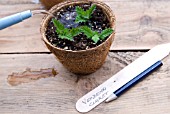 VERBENA CLARET CUTTINGS