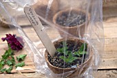 VERBENA CLARET CUTTINGS