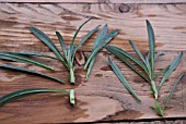 ERYSIUM BOWLES MAUVE CUTTINGS - TRIMMED TO BENEATH A NODE