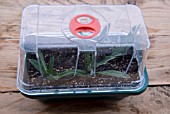 ERYSIUM BOWLES MAUVE - CUTTINGS IN PROPAGATOR