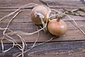 USE RAFFIA TO PREPARE ONIONS FOR SHOWING