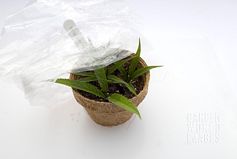 VERONICASTRUM_CUTTINGS__COVERING