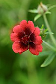 POTENTILLA THURBERI MONARCHS VELVET