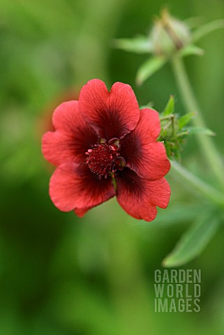 POTENTILLA_THURBERI_MONARCHS_VELVET