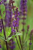 SALVIA NEMOROSA CARADONNA