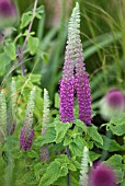 TEUCRIUM HIRCANICUM