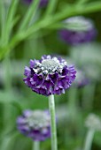 PRIMULA CAPITATA