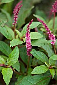 PHYTOLACCA LAKA BOOM