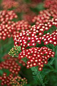 ACHILLEA LAURA