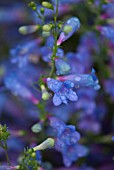 PENSTEMON BLUE SPRINGS