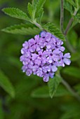 VERBENA LA FRANCE