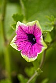 NICOTIANA MUTABILIS