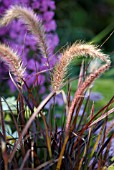 PENNISETUM SETACEUM RUBRUM