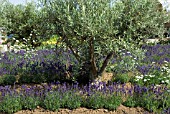 OLIVE GROVE WITH LAVANDULA