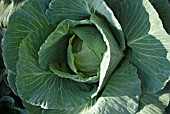 GIANT CABBAGE