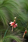 DIERAMA IGNEUM WITH HORDEUM JUBATUM