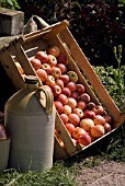 APPLES FOR CIDER MAKING