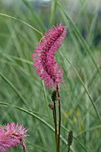 SANGUISORBA OBTUSA WITH MISCANTHUS SINENSIS MORNING LIGHT