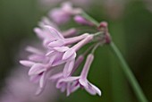 TULBAGHIA BRIGHT EYES