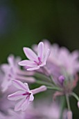 TULBAGHIA BRIGHT EYES