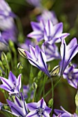 TRITELEIA RUDY