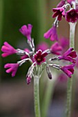 PRIMULA SECUNDIFLORA