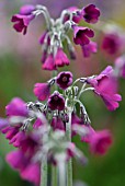 PRIMULA SECUNDIFLORA