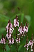 VERBENA HASTATA ROSEA