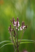 VERBENA HASTATA ROSEA