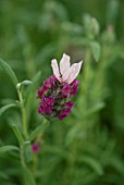 LAVANDULA KEW RED