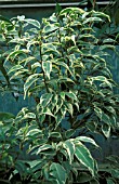 FICUS BENJAMINA VARIEGATA CLOSE UP