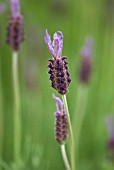 LAVANDULA PUKEHOU