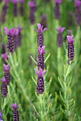 LAVANDULA REGAL SPLENDOUR