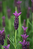 LAVANDULA REGAL SPLENDOUR