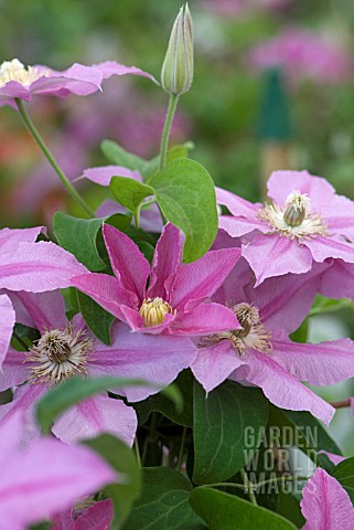 CLEMATIS_ABILENE