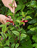 SERIES OF FUCHSIA CUTTINGS