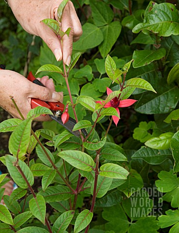 SERIES_OF_FUCHSIA_CUTTINGS