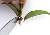 SERIES ON FUCHSIA CUTTINGS - CUT OFF SIDE LEAVES