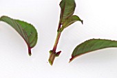 SERIES ON FUCHSIA CUTTINGS - CUT OFF SIDE LEAVES