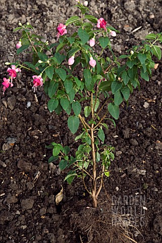 OVERWINTERING_A_NON_HARDY_FUCHSIA