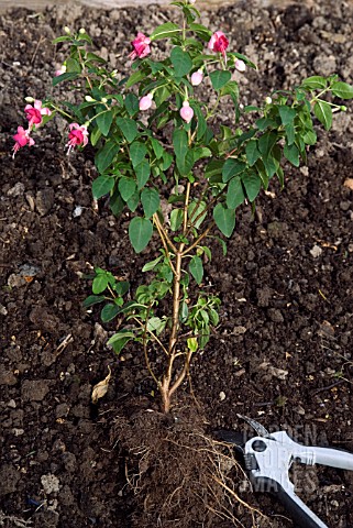 OVERWINTERING_A_NON_HARDY_FUCHSIA