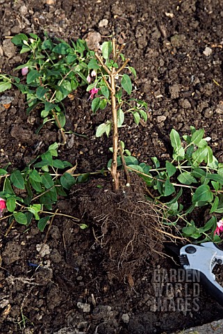 OVERWINTERING_A_NON_HARDY_FUCHSIA__REMOVING_LEAVES
