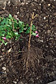 OVERWINTERING A NON HARDY FUCHSIA - CUTTING BACK STEMS