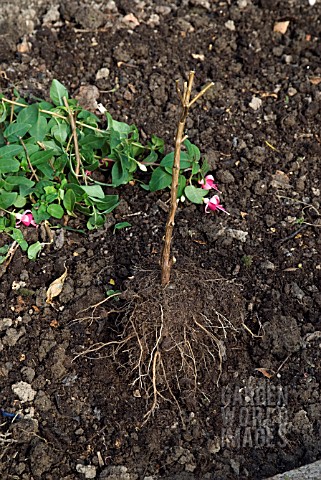 OVERWINTERING_A_NON_HARDY_FUCHSIA__CUTTING_BACK_STEMS