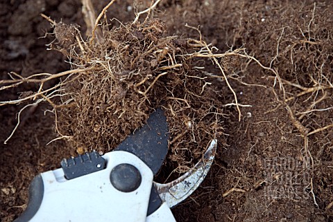 OVERWINTERING_A_NON_HARDY_FUCHSIA__TRIMMING_THE_ROOT_BALL