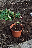 OVERWINTERING A NON HARDY FUCHSIA - POTTING UP IN NEW COMPOST