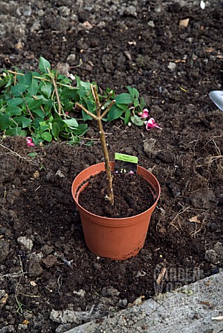 OVERWINTERING_A_NON_HARDY_FUCHSIA__POTTING_UP_IN_NEW_COMPOST