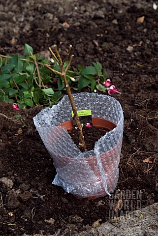 OVERWINTERING_A_NON_HARDY_FUCHSIA__INSULATING_WITH_BUBBLE_WRAP