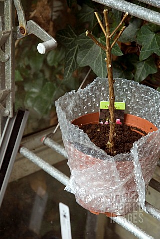 OVERWINTERING_A_NON_HARDY_FUCHSIA__PLACED_IN_COLD_GREENHOUSE