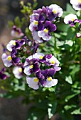 NEMESIA BERRIES & CREAM